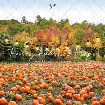 It's Pumpkin Pickin' Time