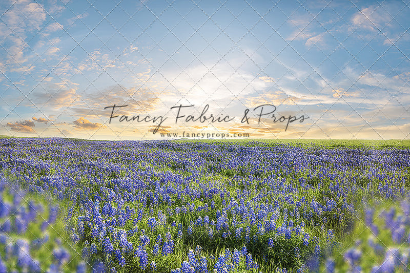 Blue Bonnet Afternoon