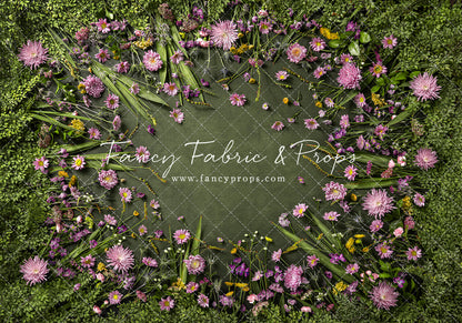 Chrysanthemum Blooms