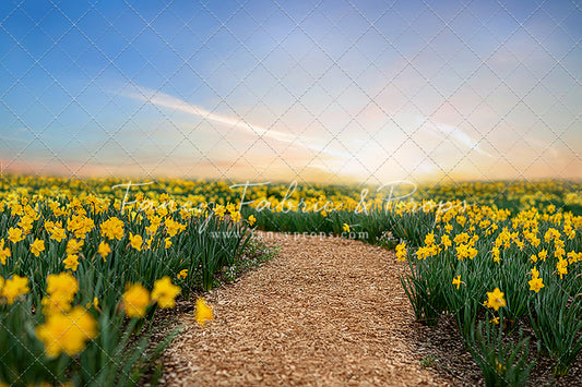 Daffodil Path