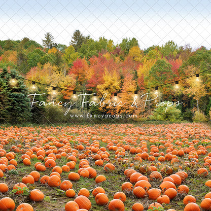 It's Pumpkin Pickin' Time