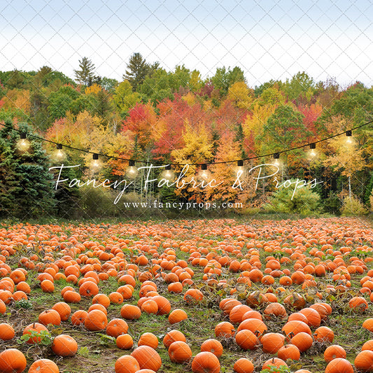 It's Pumpkin Pickin' Time