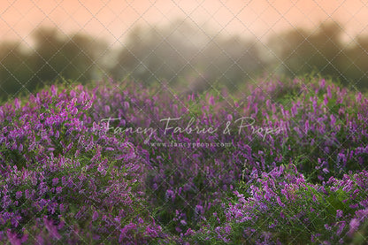 Love In Lavender
