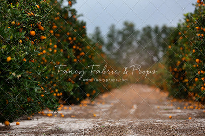 Orchard of Oranges