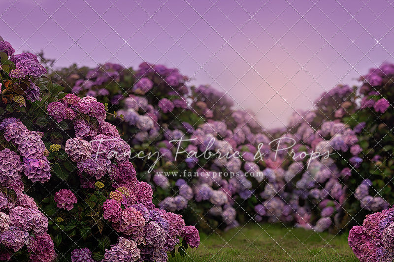 Purple Hydrangea Hollow