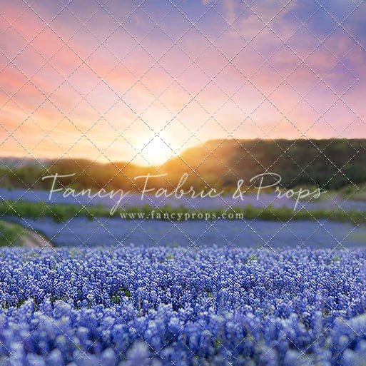 Bluebonnet Dreams