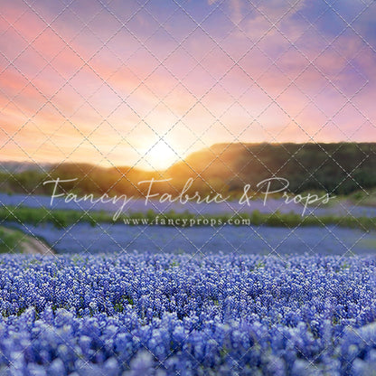 Bluebonnet Dreams